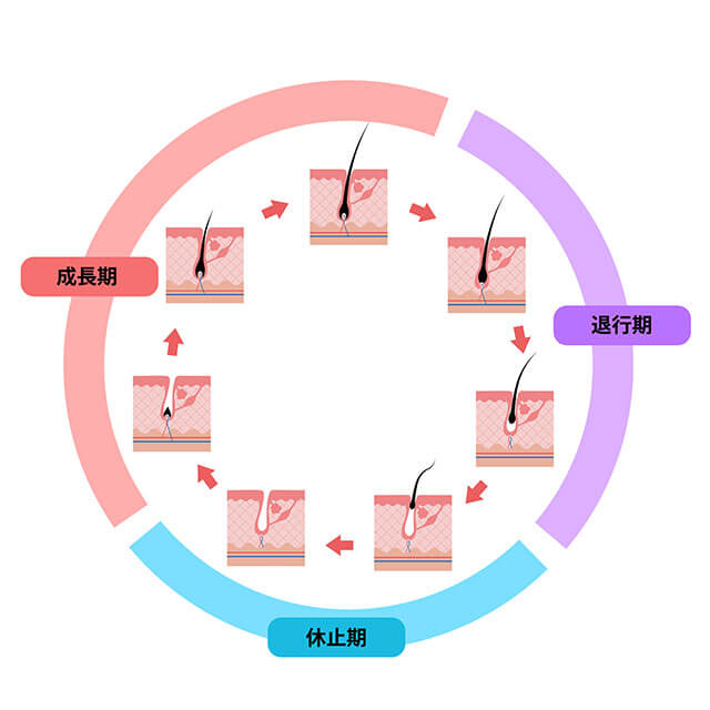 毛周期