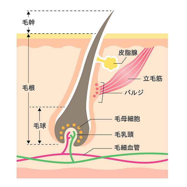 熱破壊式レーザー脱毛のターゲット